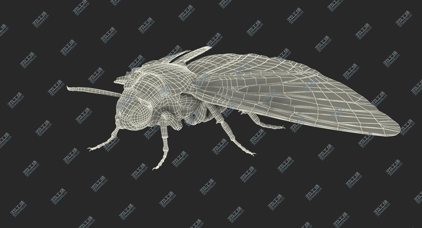 images/goods_img/20210319/Deaths Head Hawkmoth Rigged for Cinema 4D/4.jpg